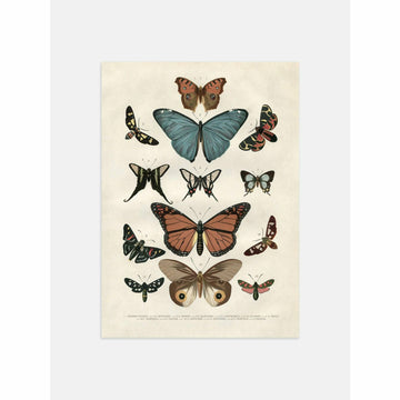 Beautiful Vintage Butterfly Illustration Poster