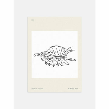Seashell Line Drawing Poster