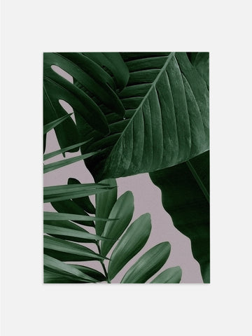 Tropical Plants Photograph