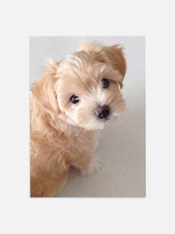 Beige Puppy