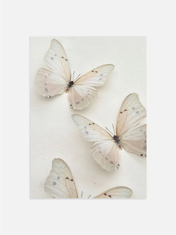 White Butterflies