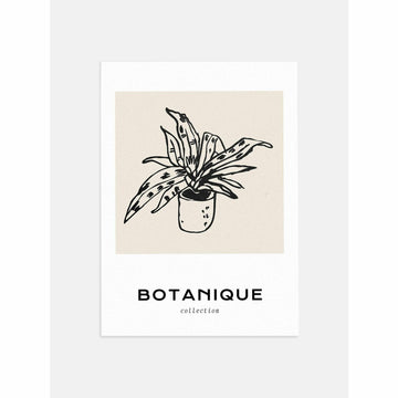 Botanique Houseplant