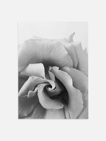 Black & White Rose