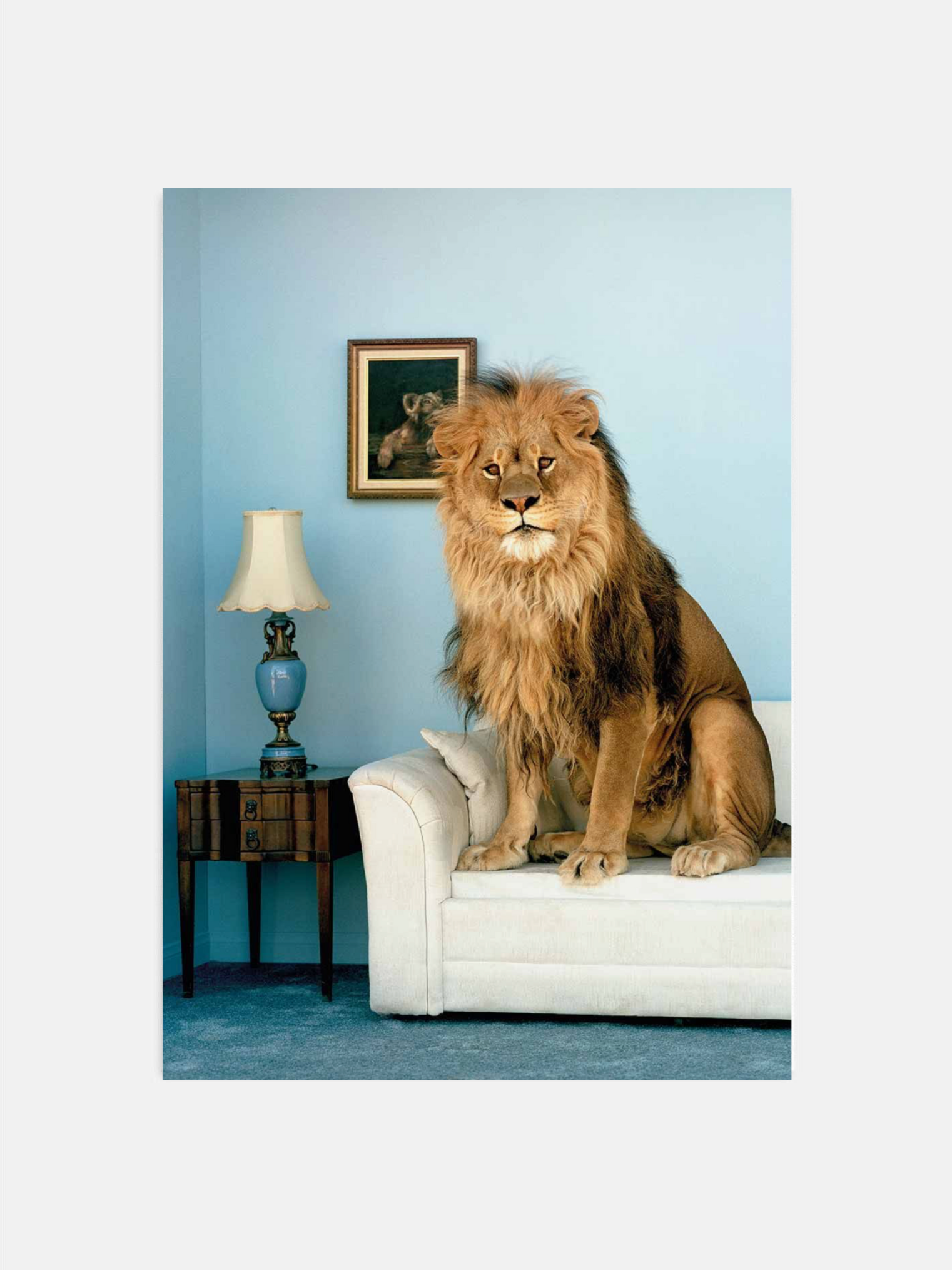 Cozy Lion Poster
