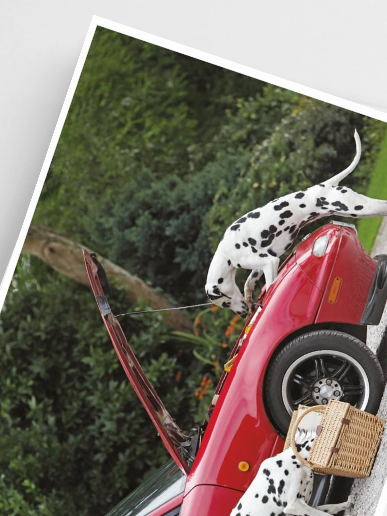Dalmatian dog on a red car with a tree in the background