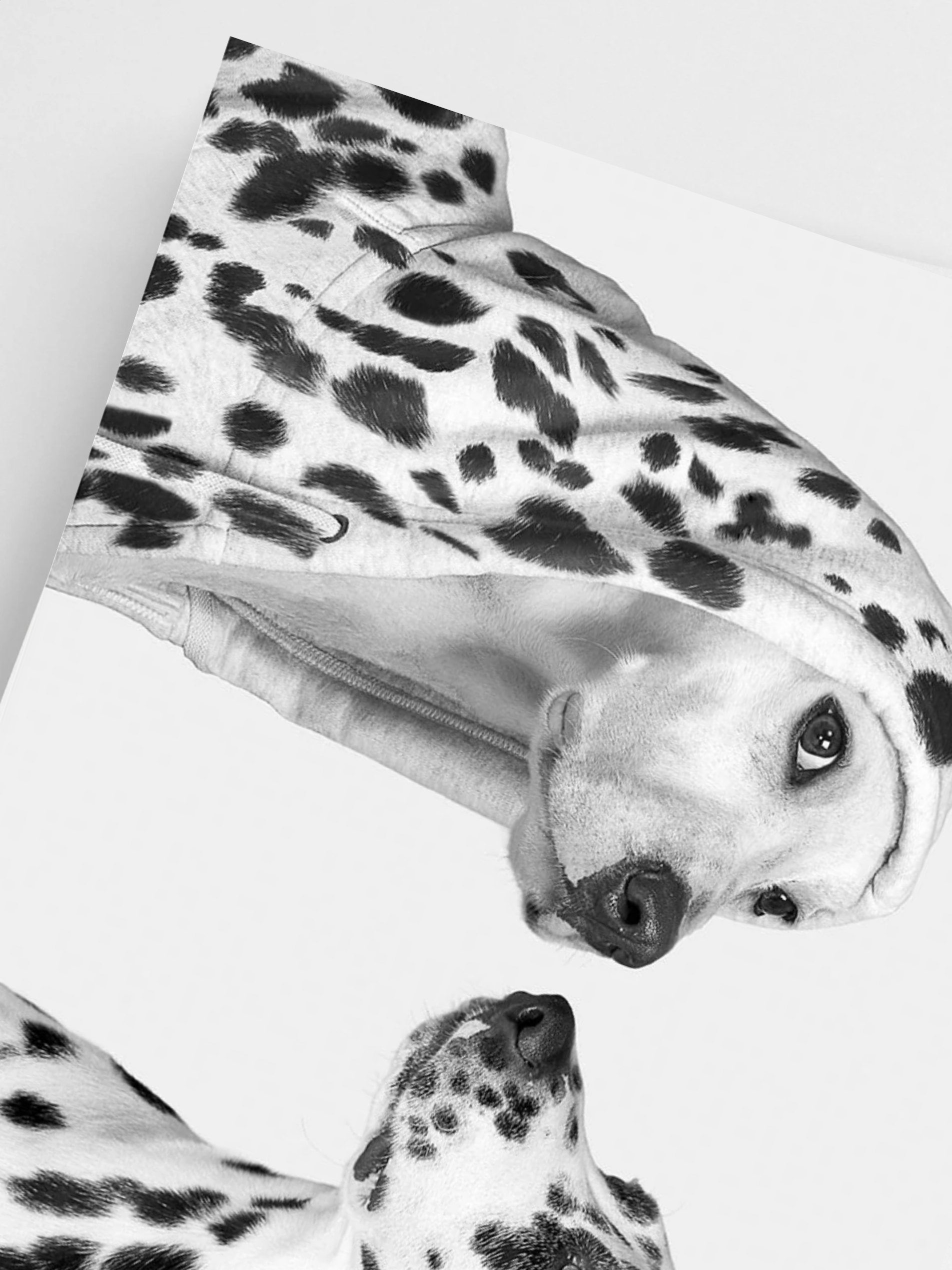 Close-up of a Dalmatian dog with a focus on its head and neck.