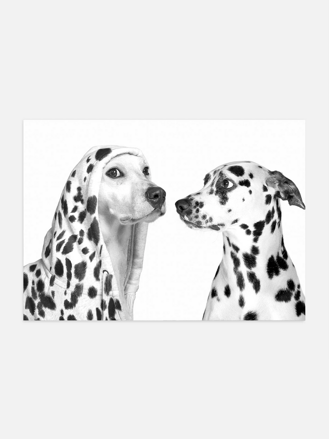 Dalmatian dog beside another dog wearing a dotted hoodie