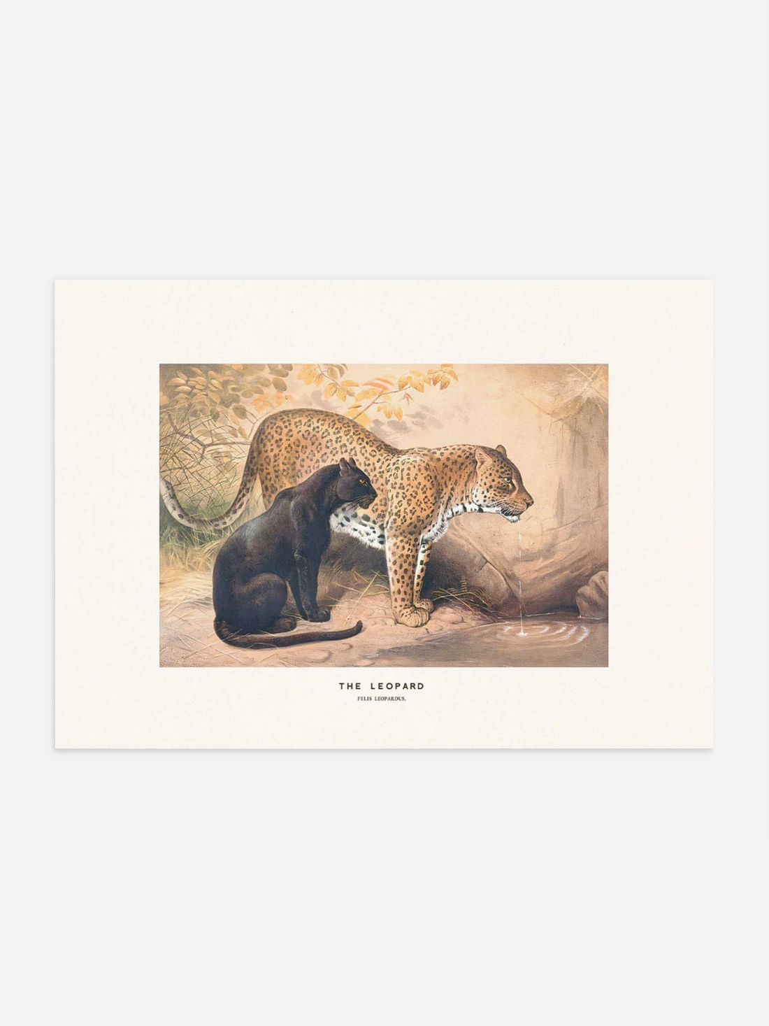 Illustration of two leopards in a natural setting on a white background