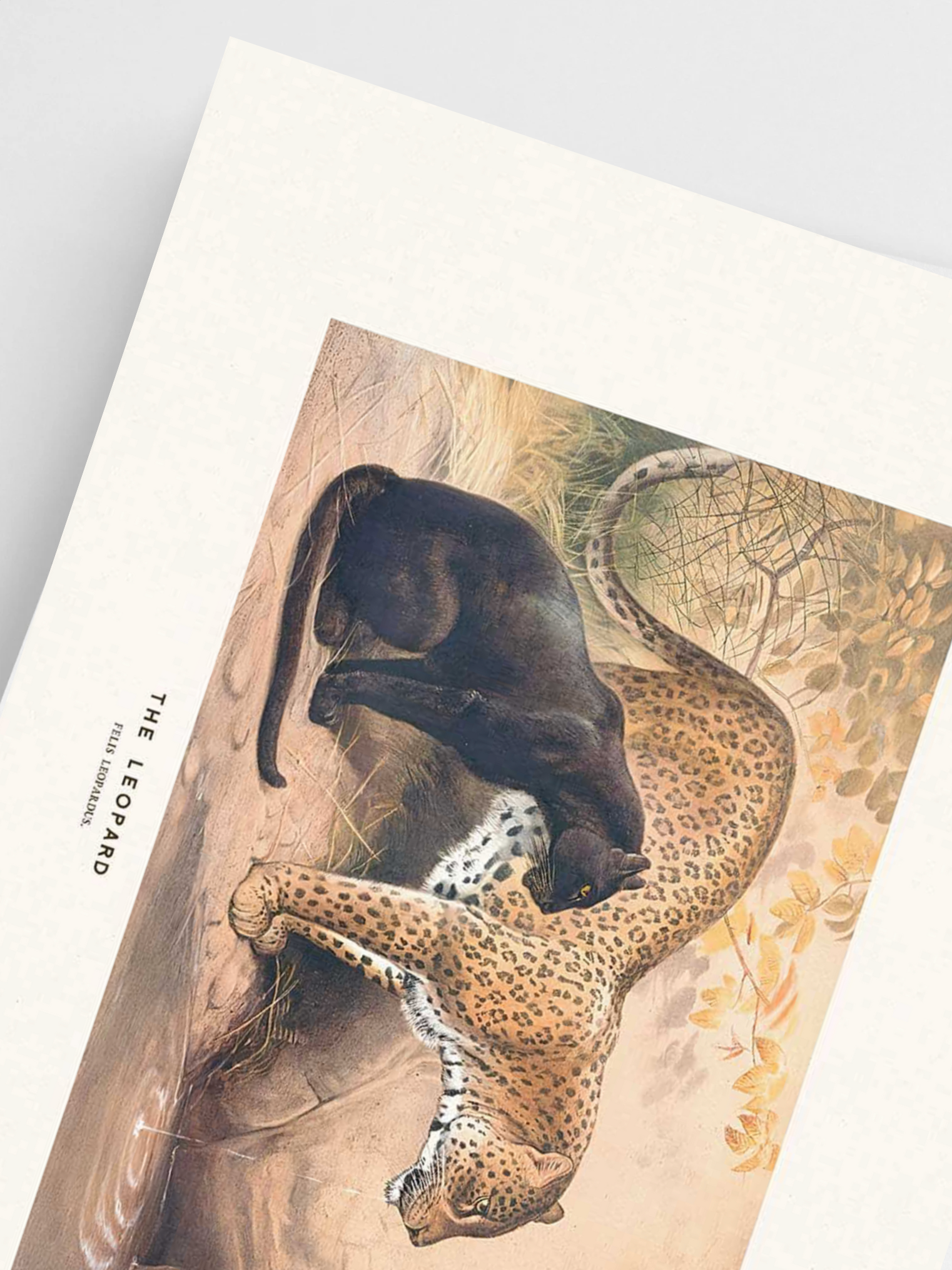 Illustration of a leopard on a textured paper background