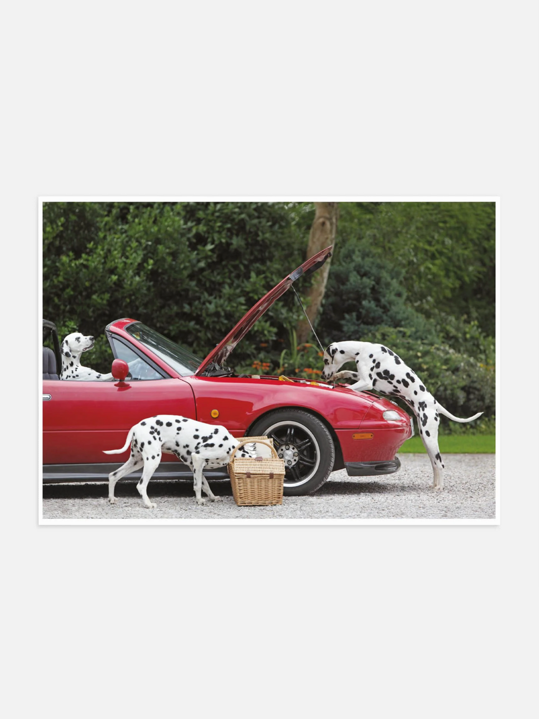 Three Dalmatian dogs next to a red vintage car