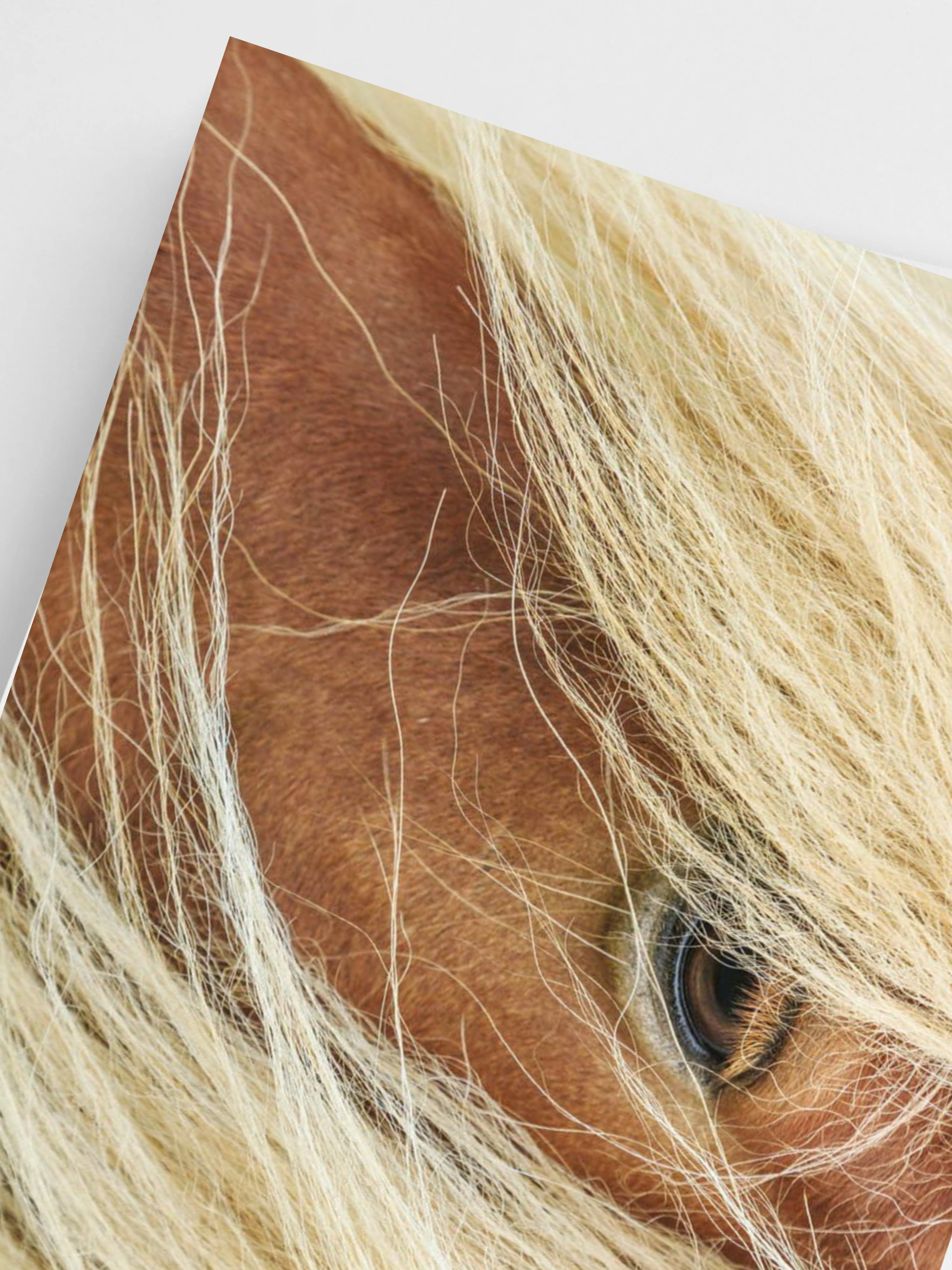 Golden brown stallion close‑up with intense gaze