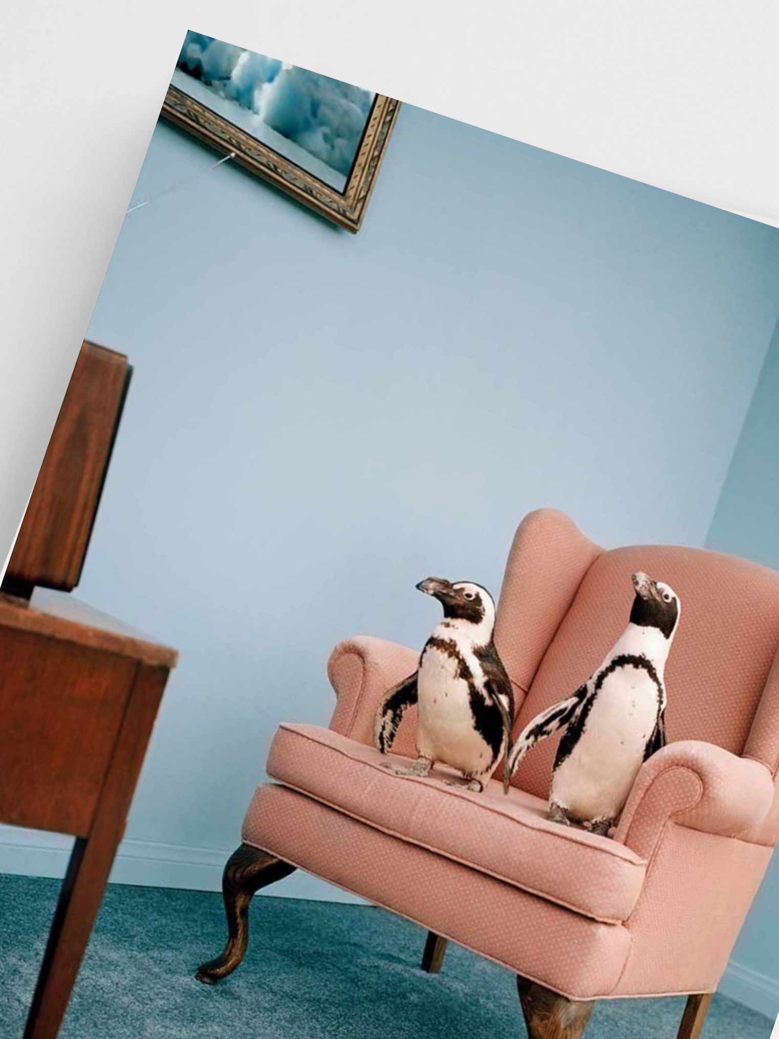 Two penguins sitting on a pink armchair in a room with a blue wall.