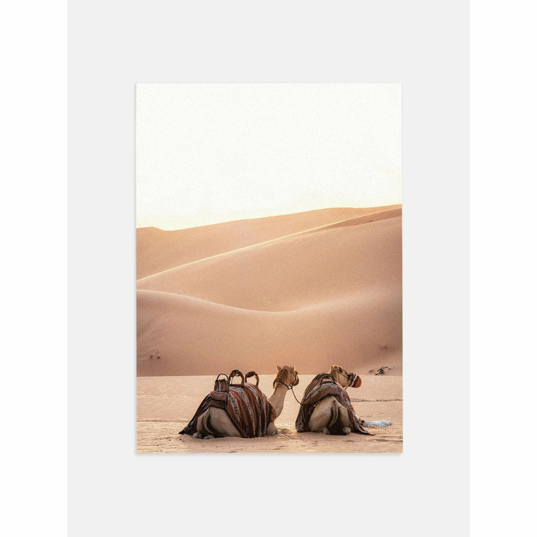 Camel Animal Wall Art
