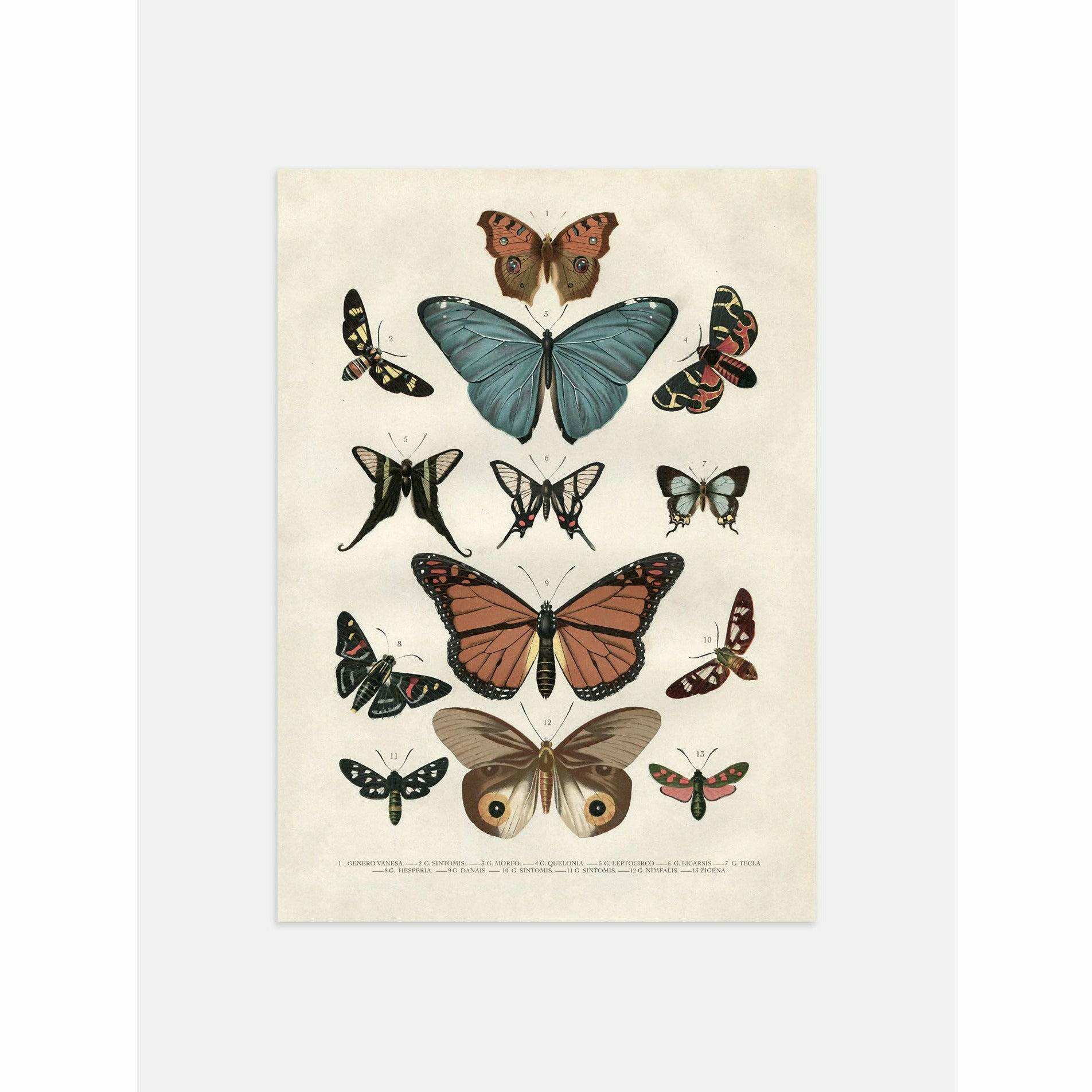 Beautiful Vintage Butterfly Illustration Poster