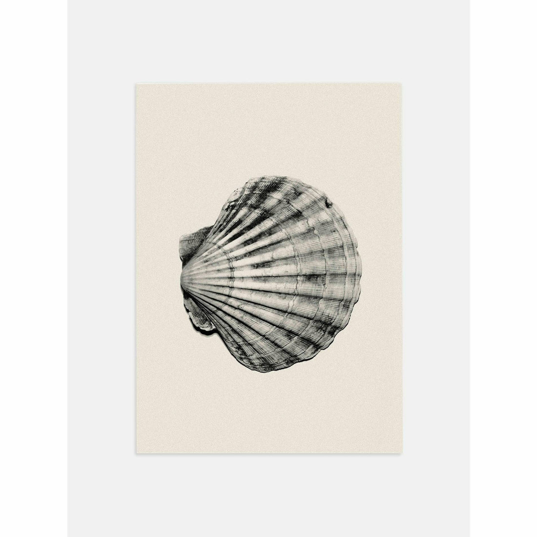 Beige Shell Poster