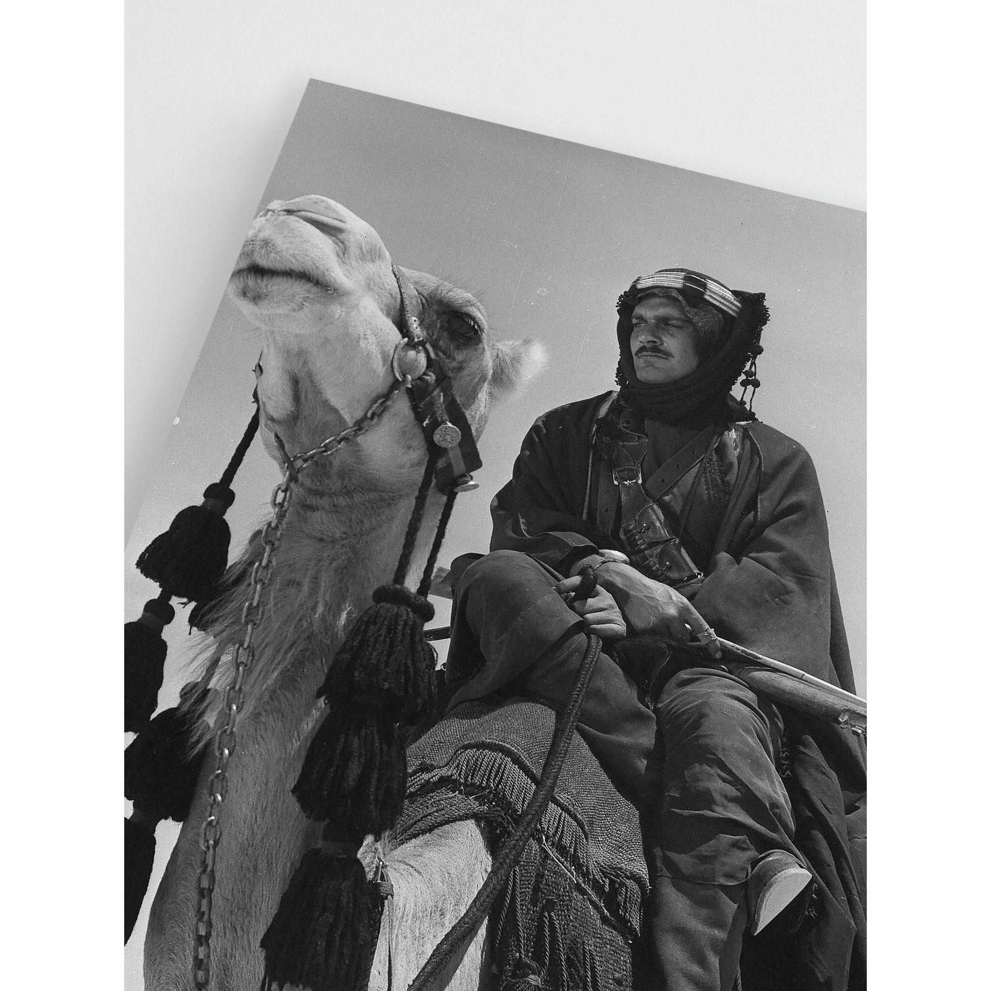 Riding a camel poster