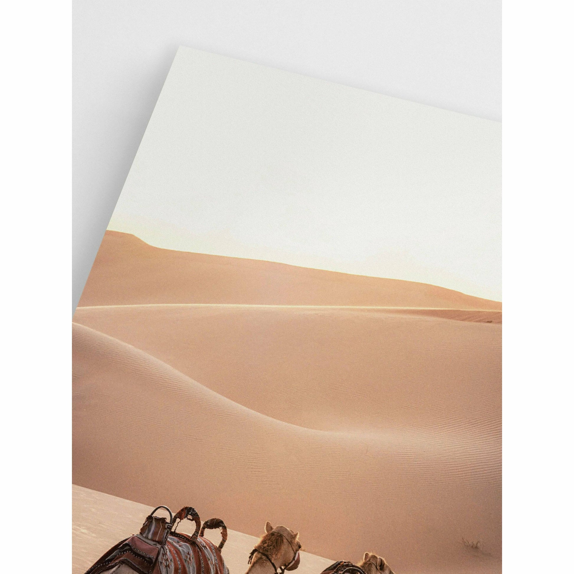 Camel Animal Poster