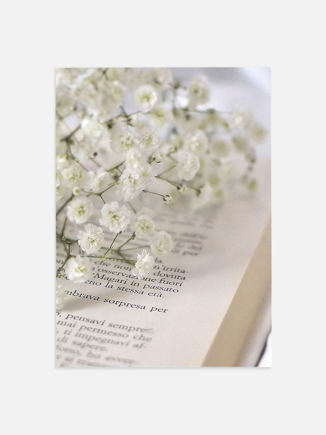 Baby’s Breath