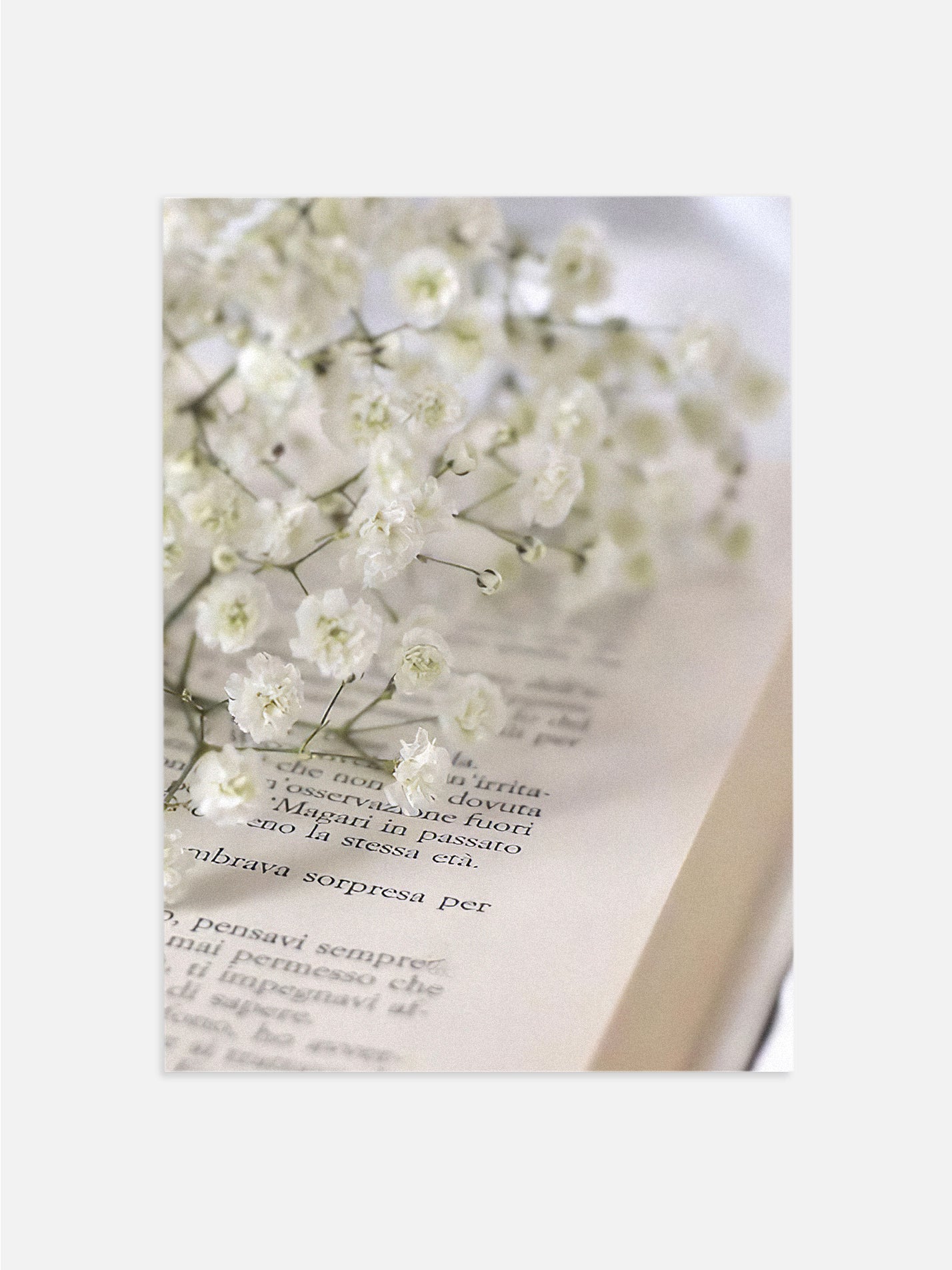 Baby’s Breath