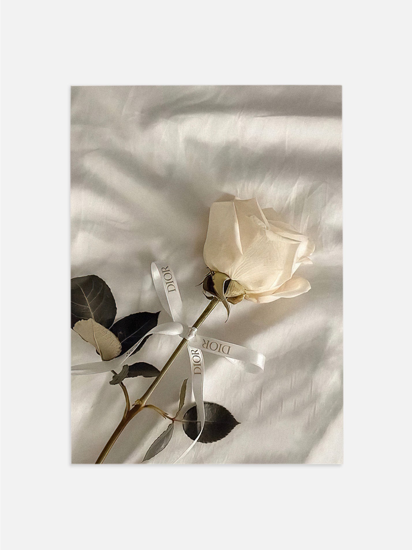 Dior Rose