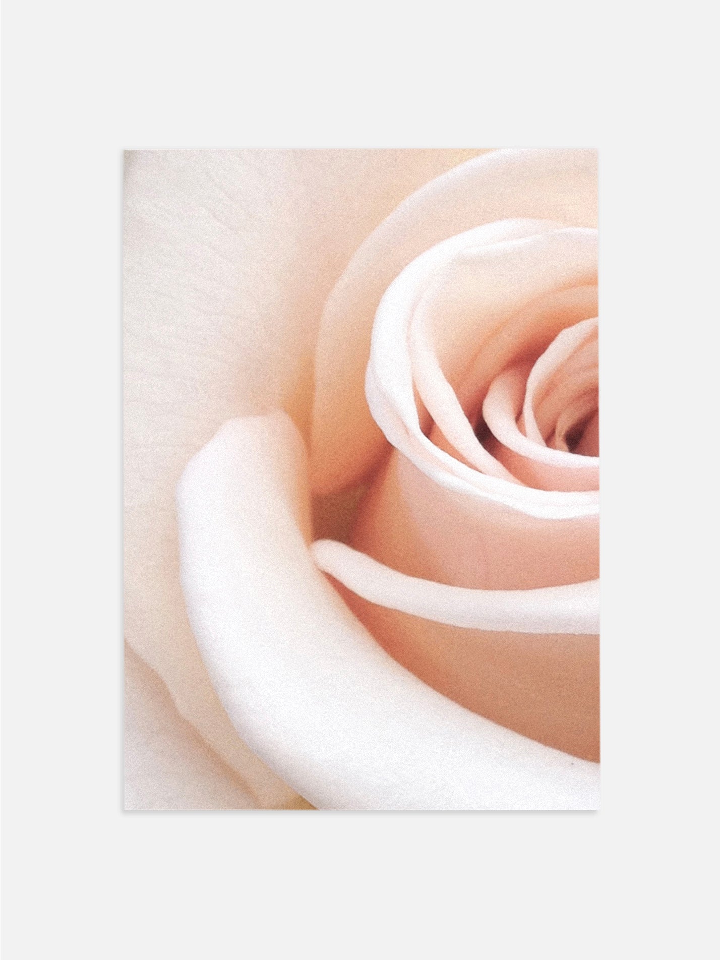 Pink Rose Closeup