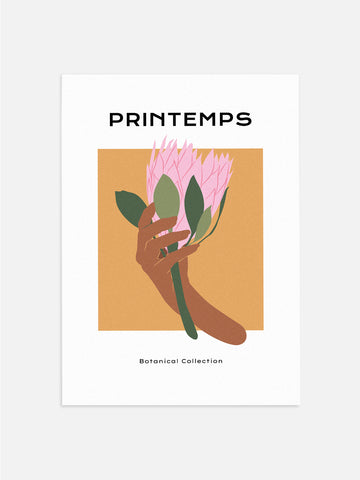 Pink Protea Flower