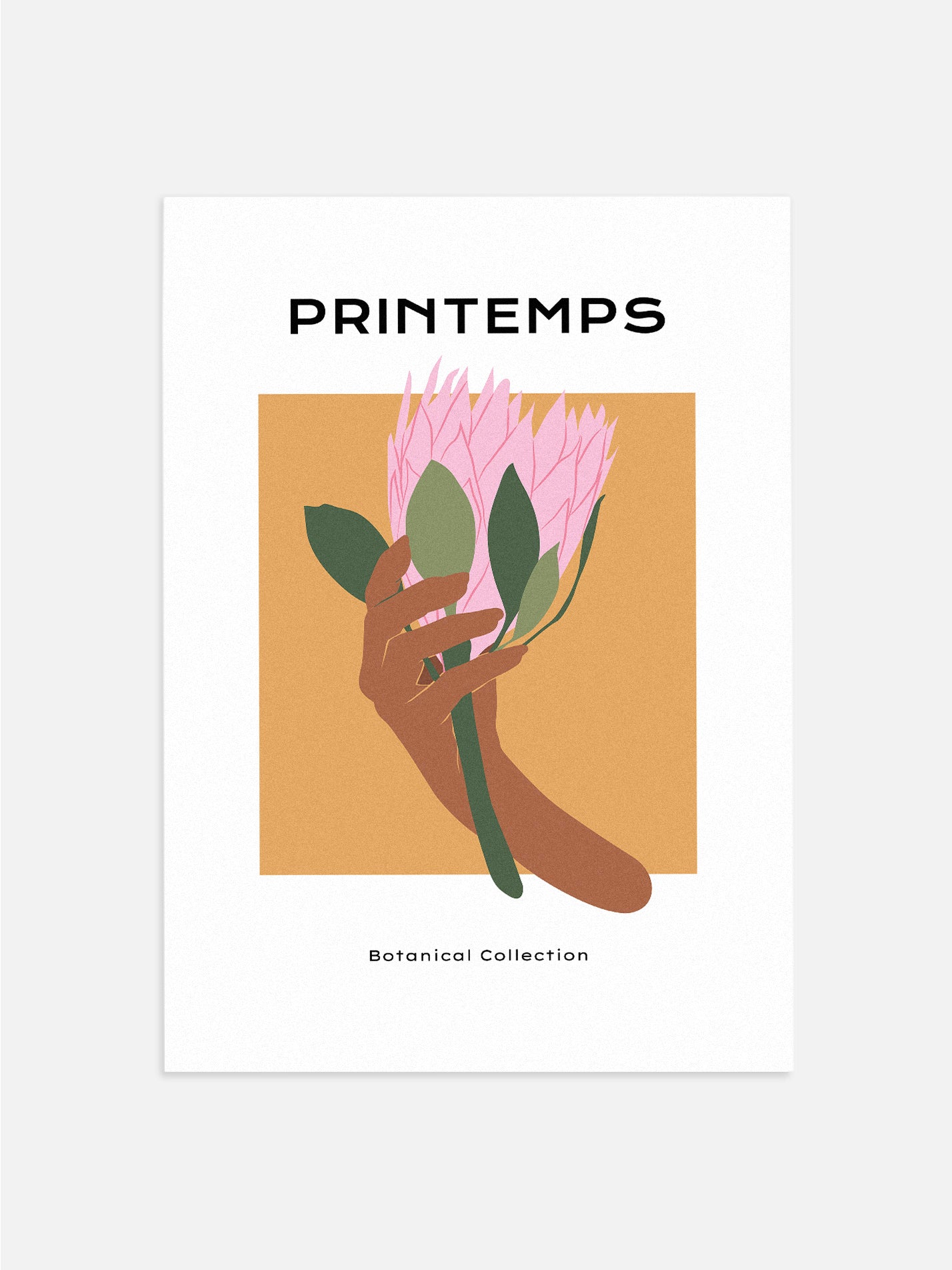 Pink Protea Flower