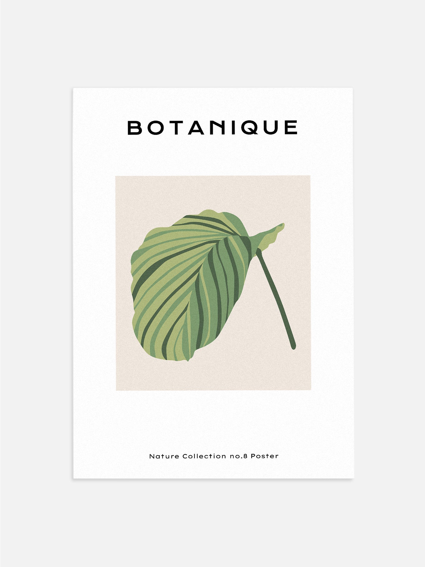 Botanical Prayer Plant