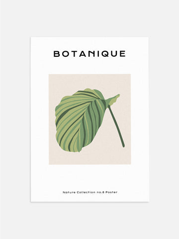 Botanical Prayer Plant