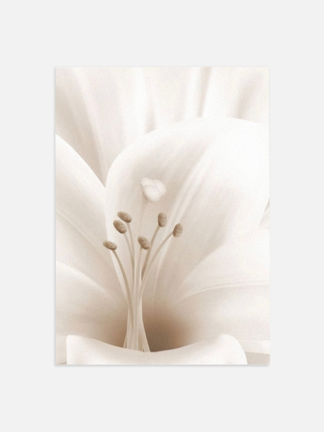 Lily Close Up