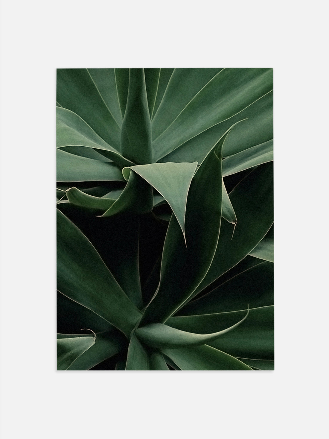 Aloe Vera Plant Print