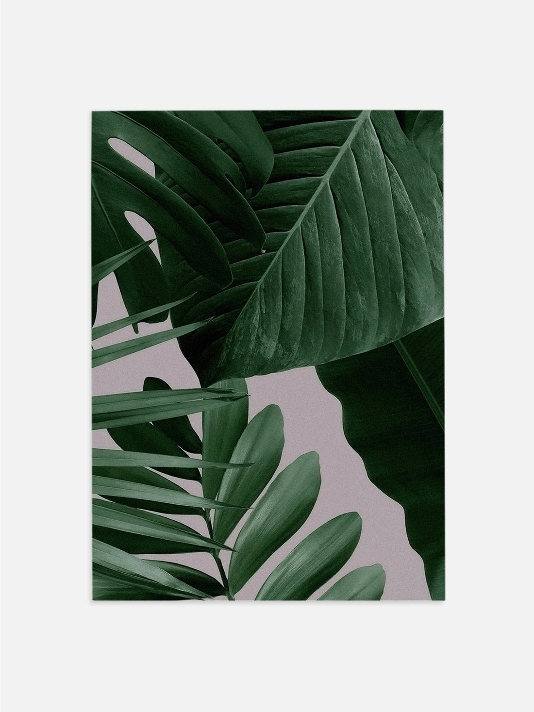 Tropical Plants Photograph