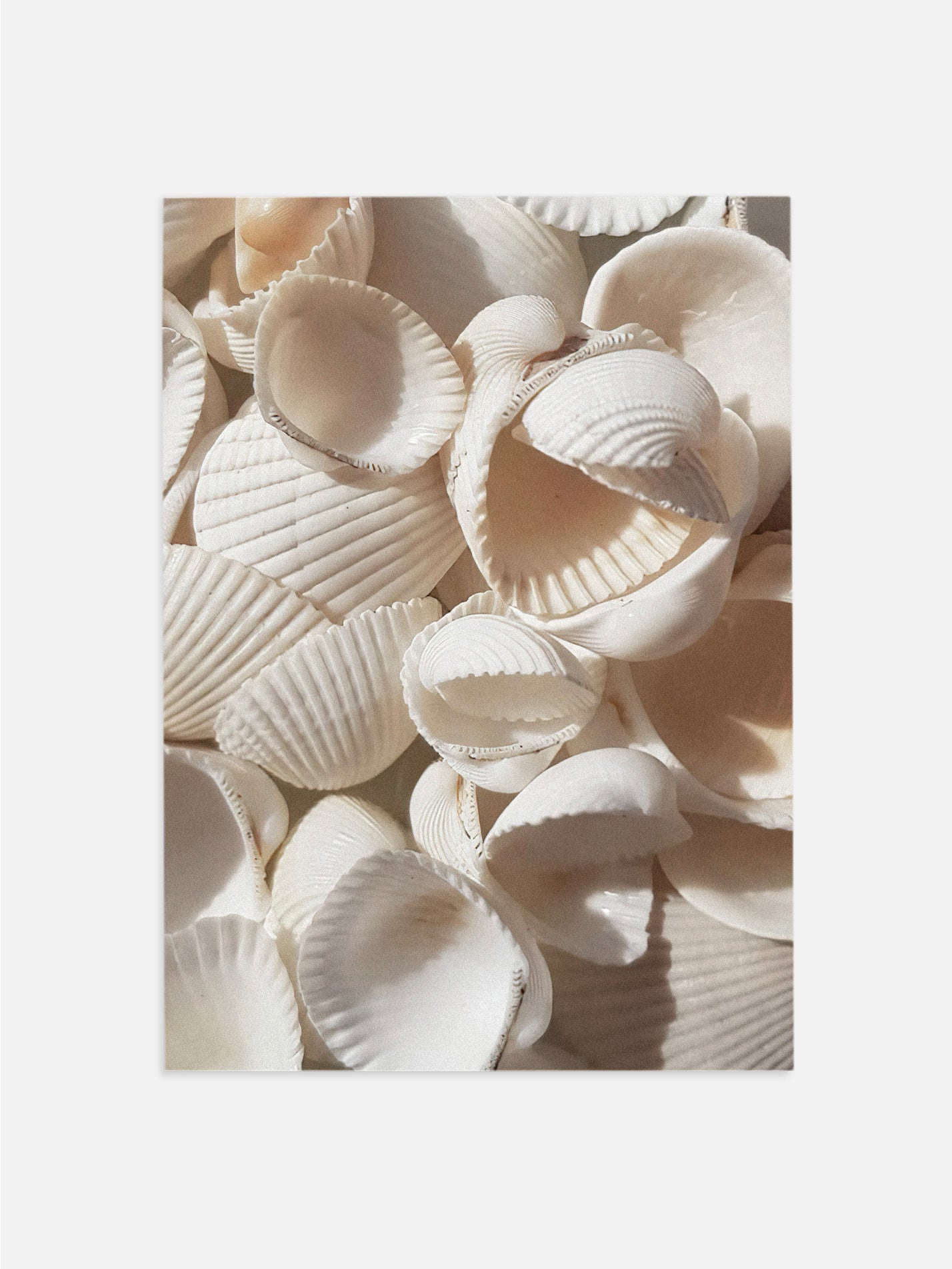 Seashells on Seashells
