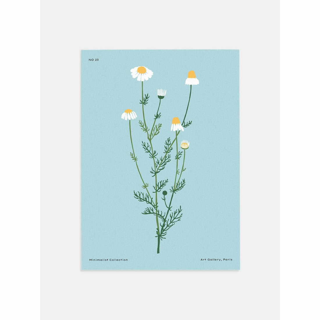 White Daisy Botanical Wall Art