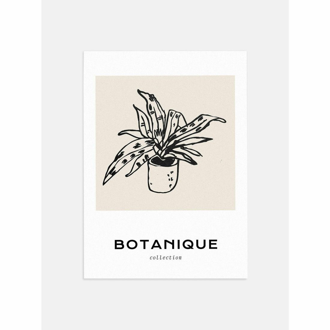 Botanique Houseplant