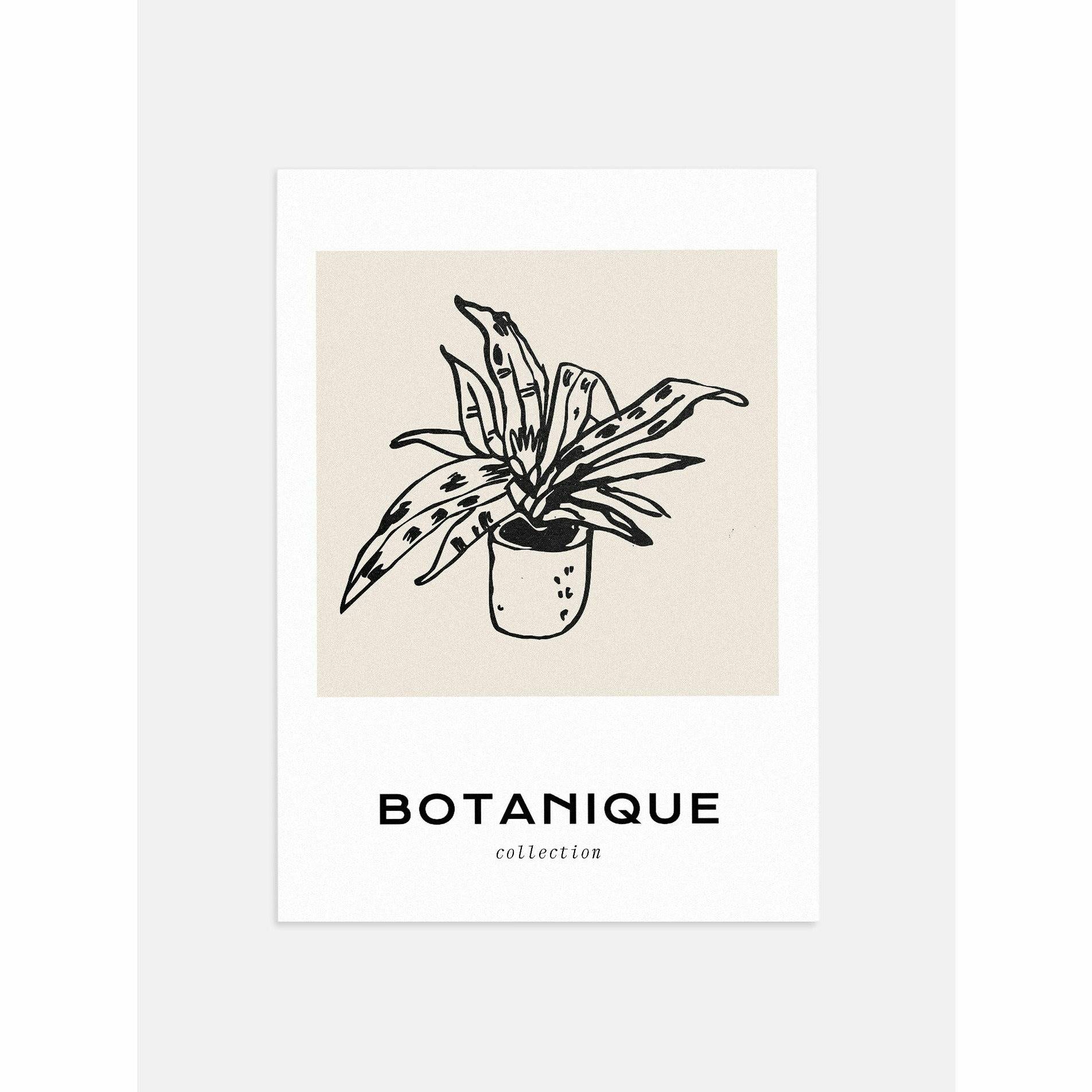Botanique Houseplant