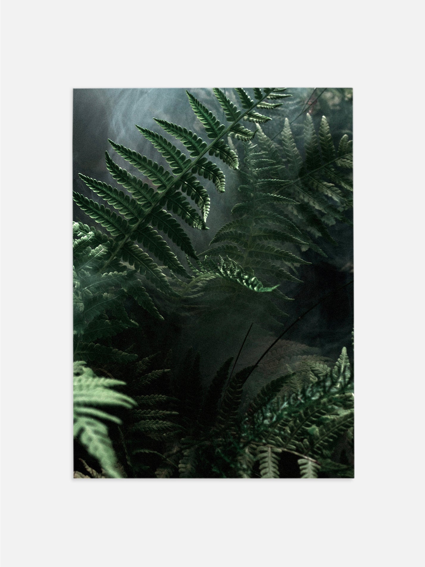 Jungle Ferns