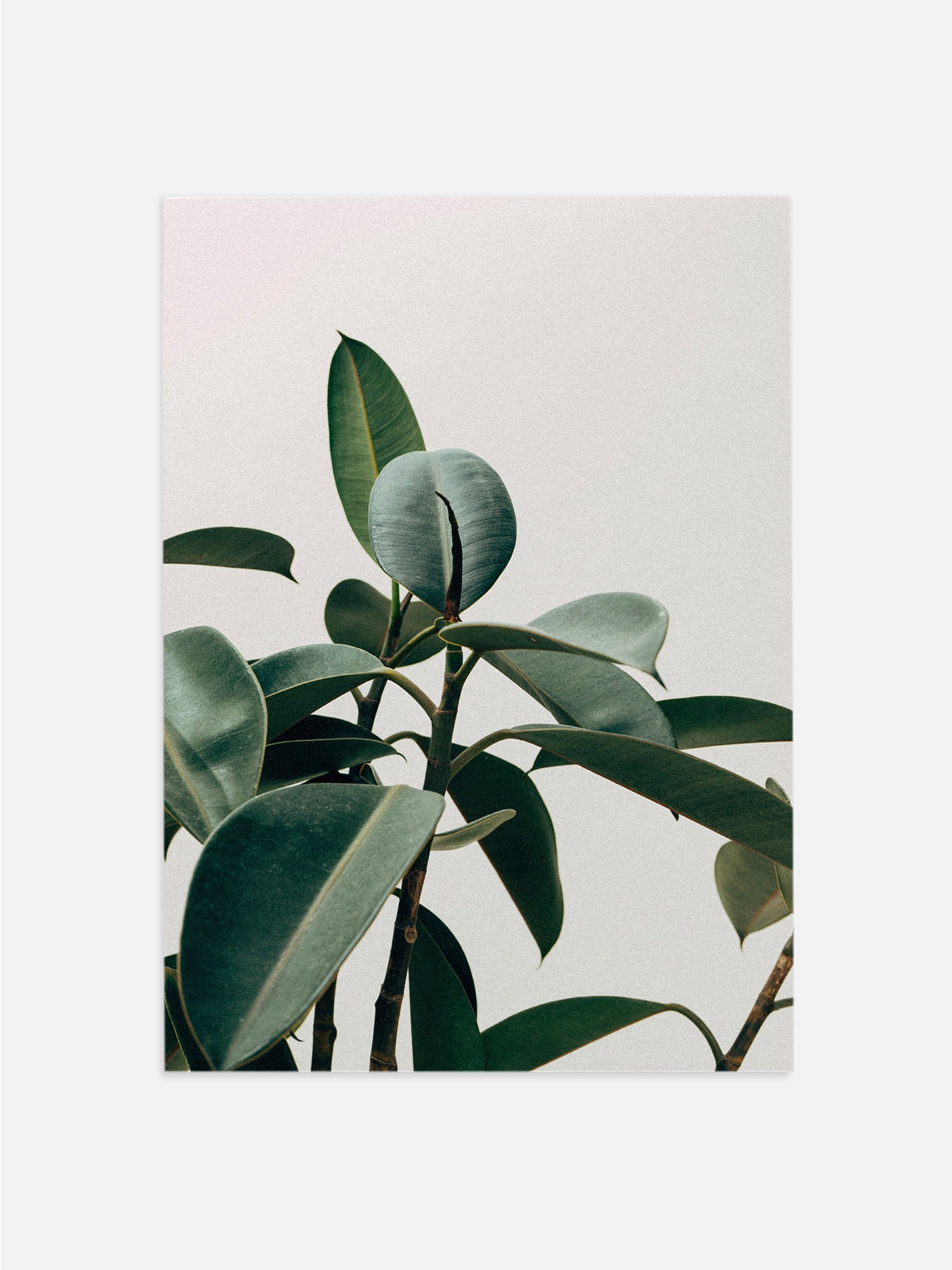 Moody Plant Photography