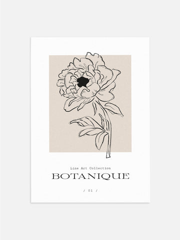Black & Beige Peony Drawing