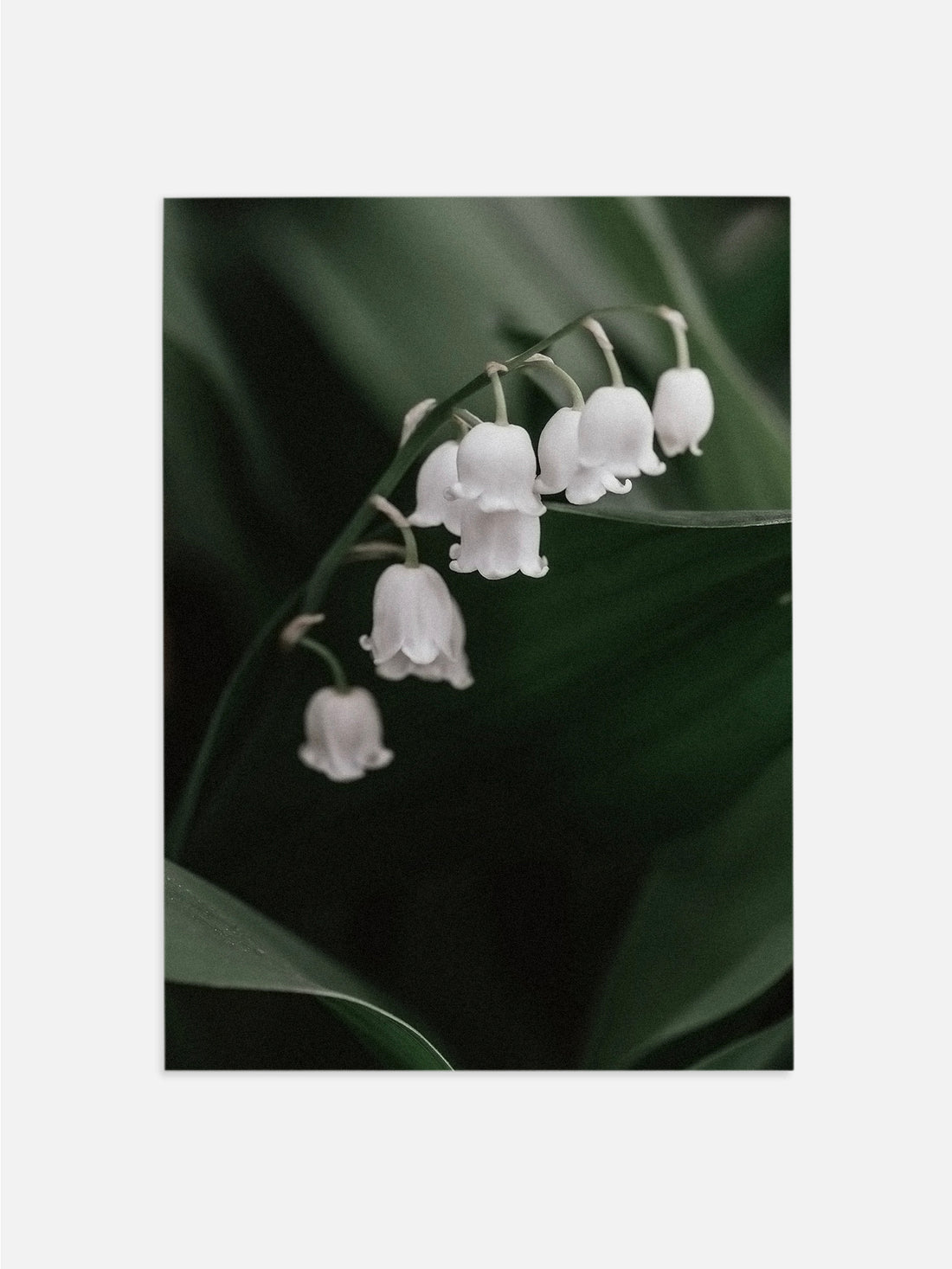 White Lily of the Valley 