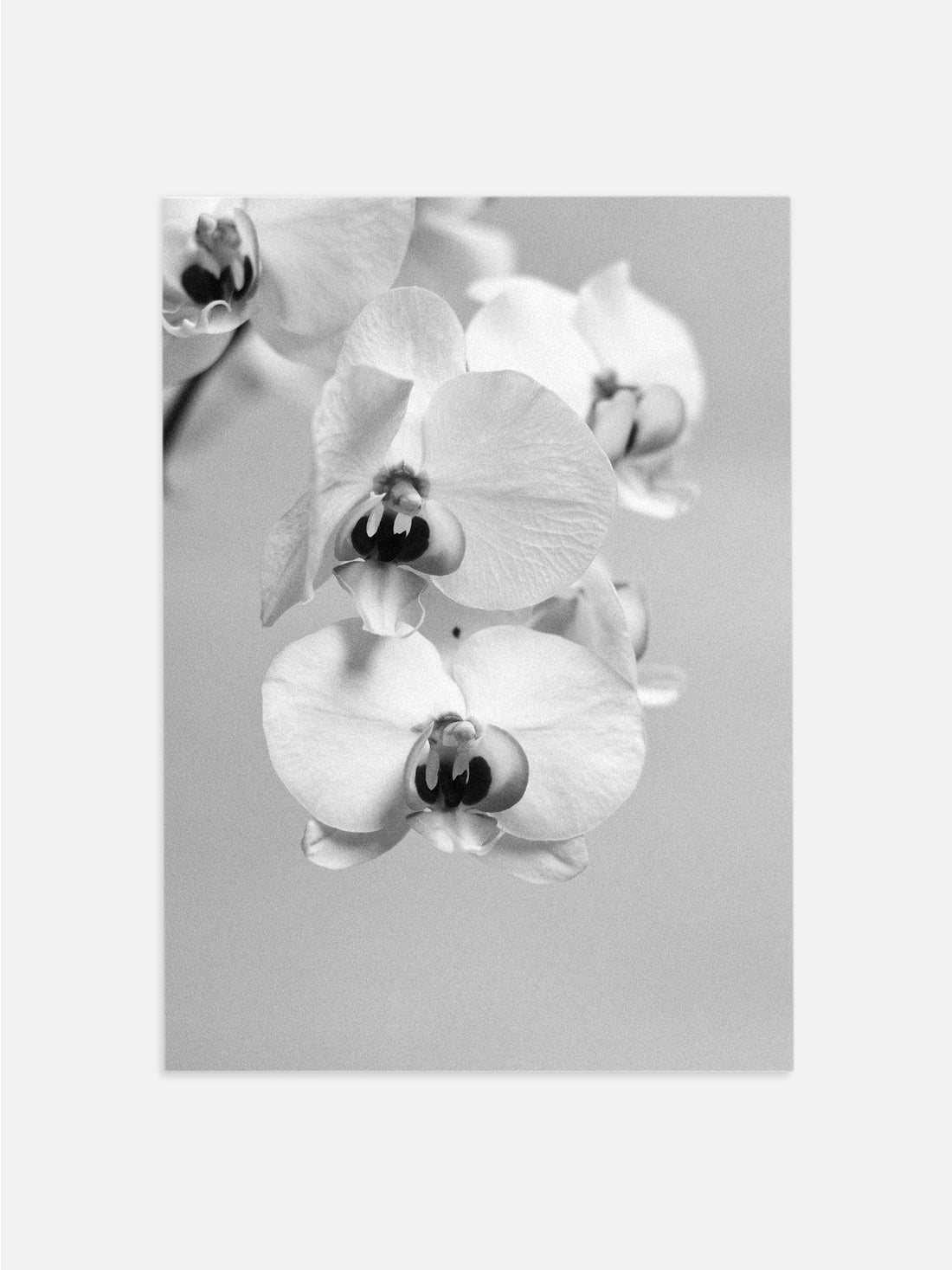 Black & White Orchid