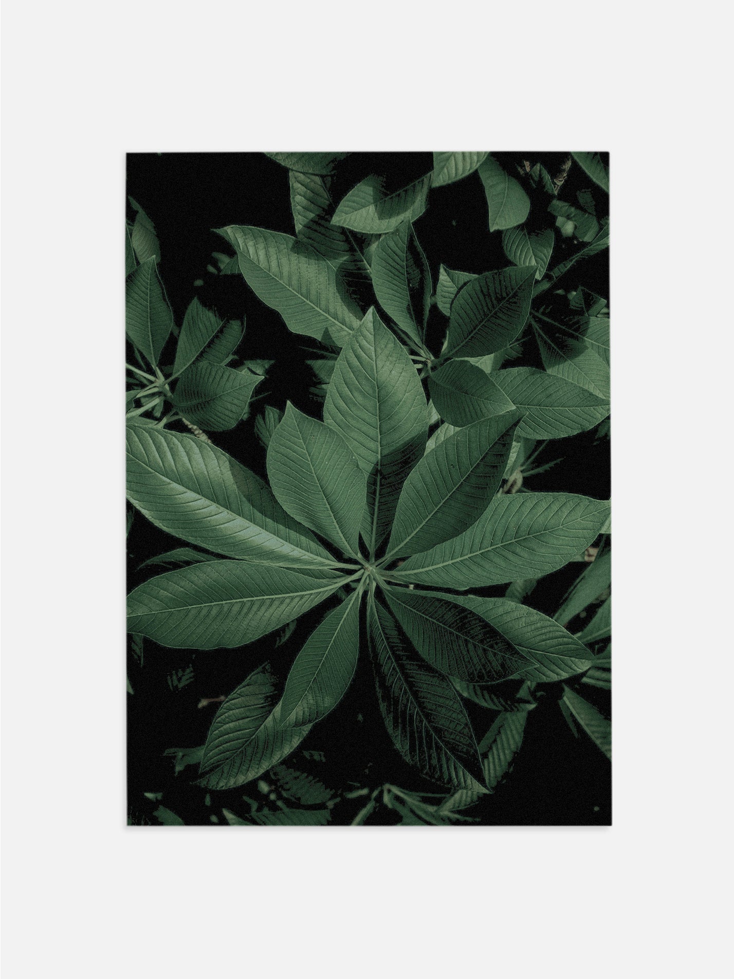 Moody Green Plants