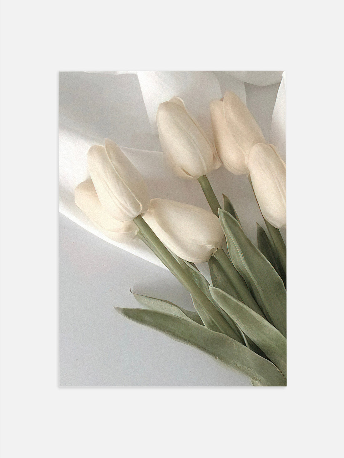 Beige Tulips