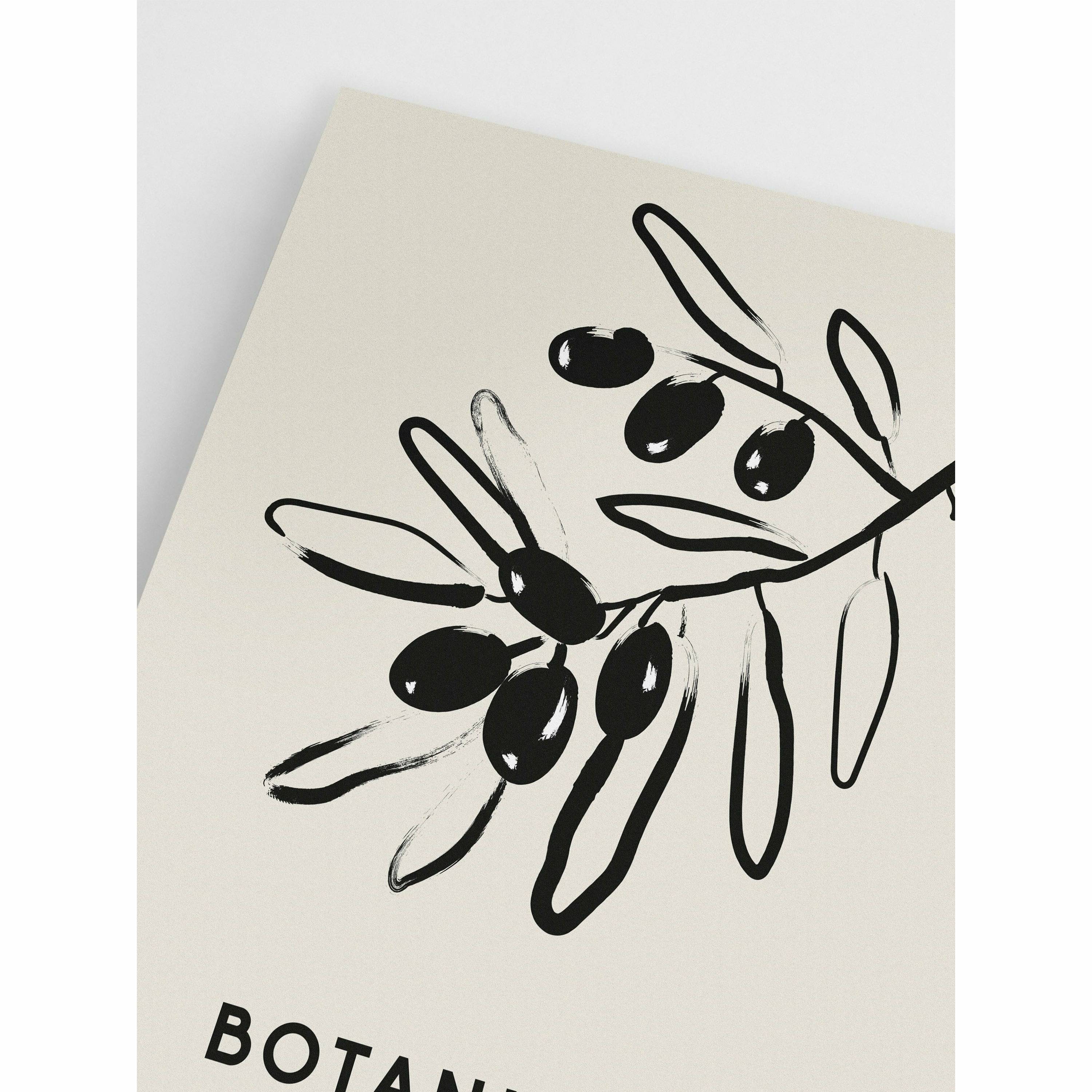 Olive Stem Wall Art Poster