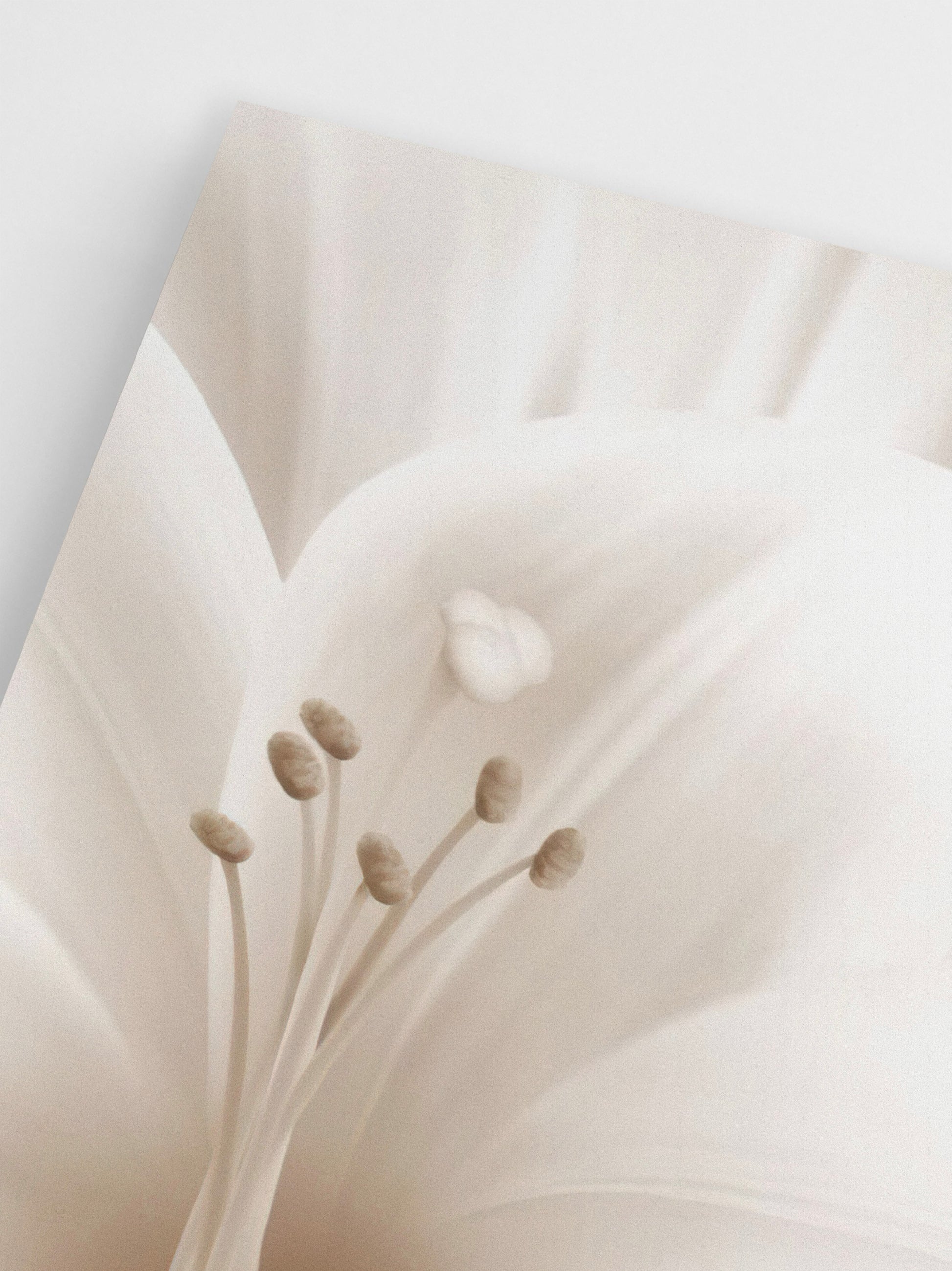 Lily Close Up wall art