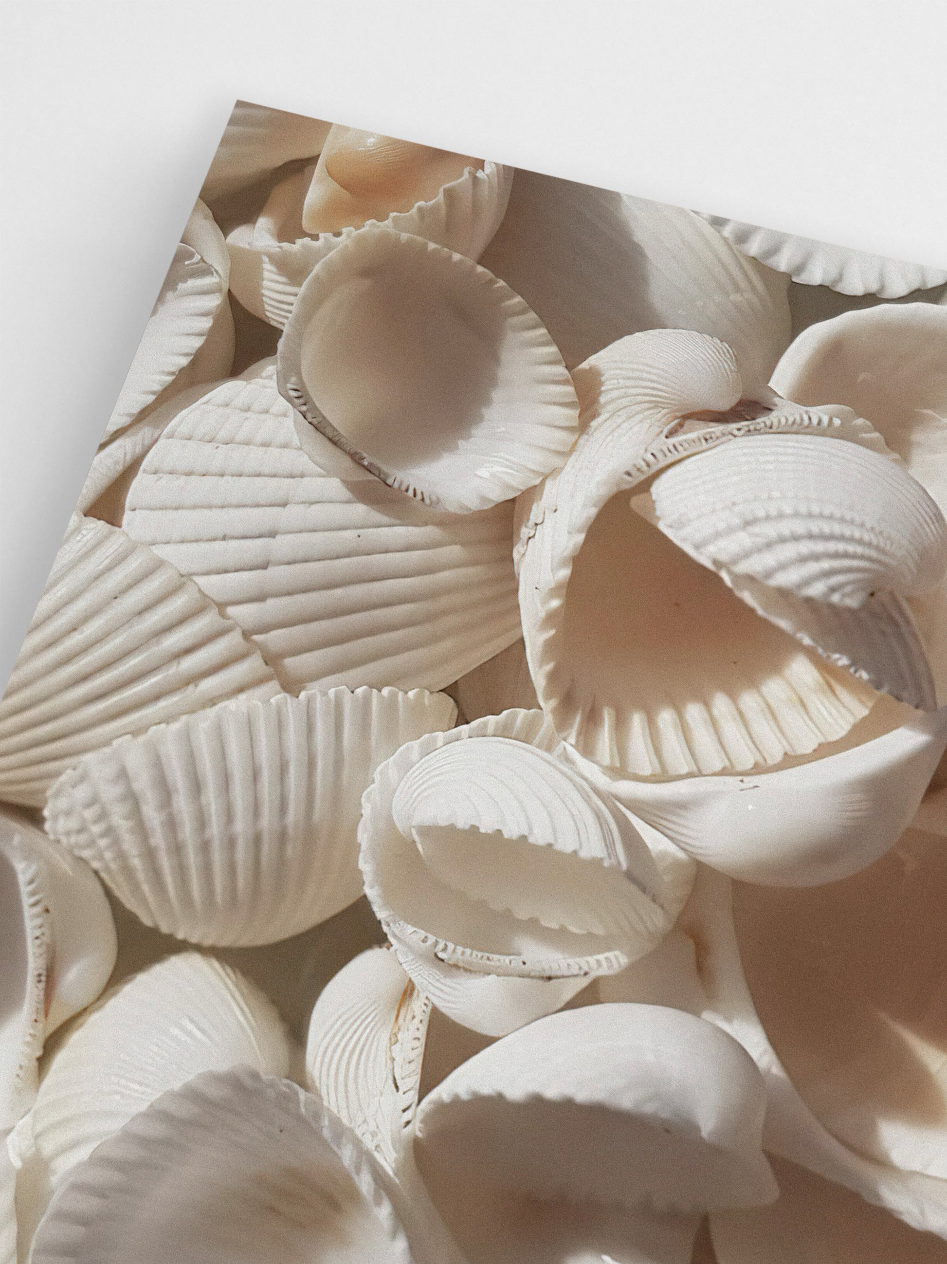 Seashells on Seashells wall art