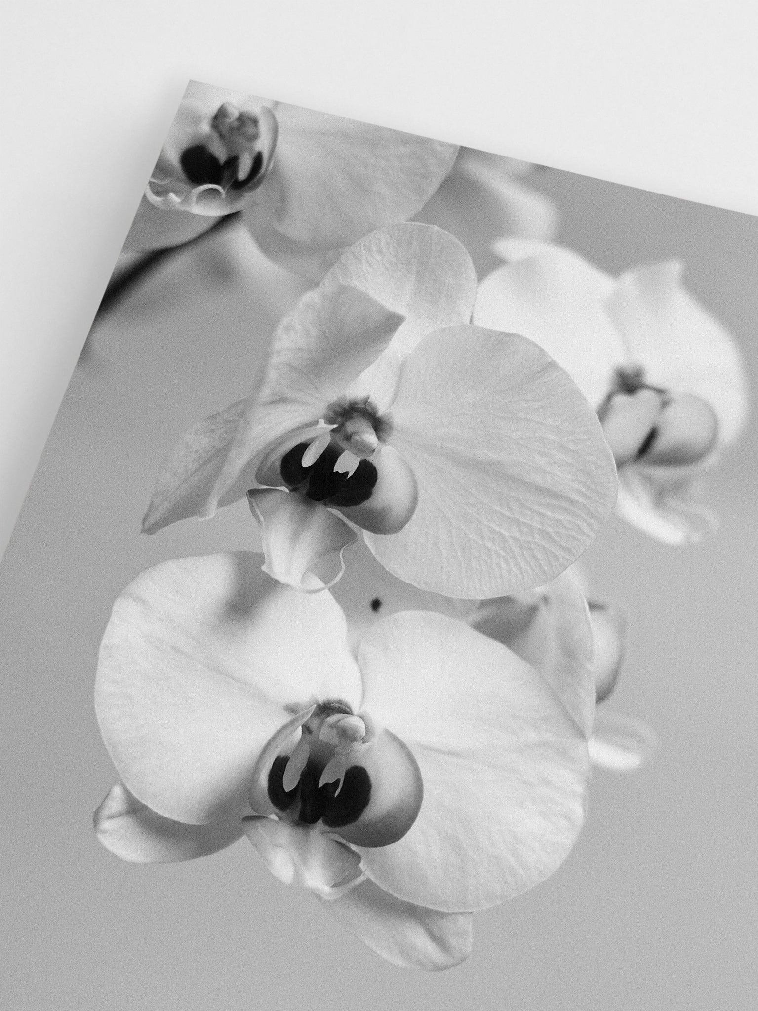Black & White Orchid wall art