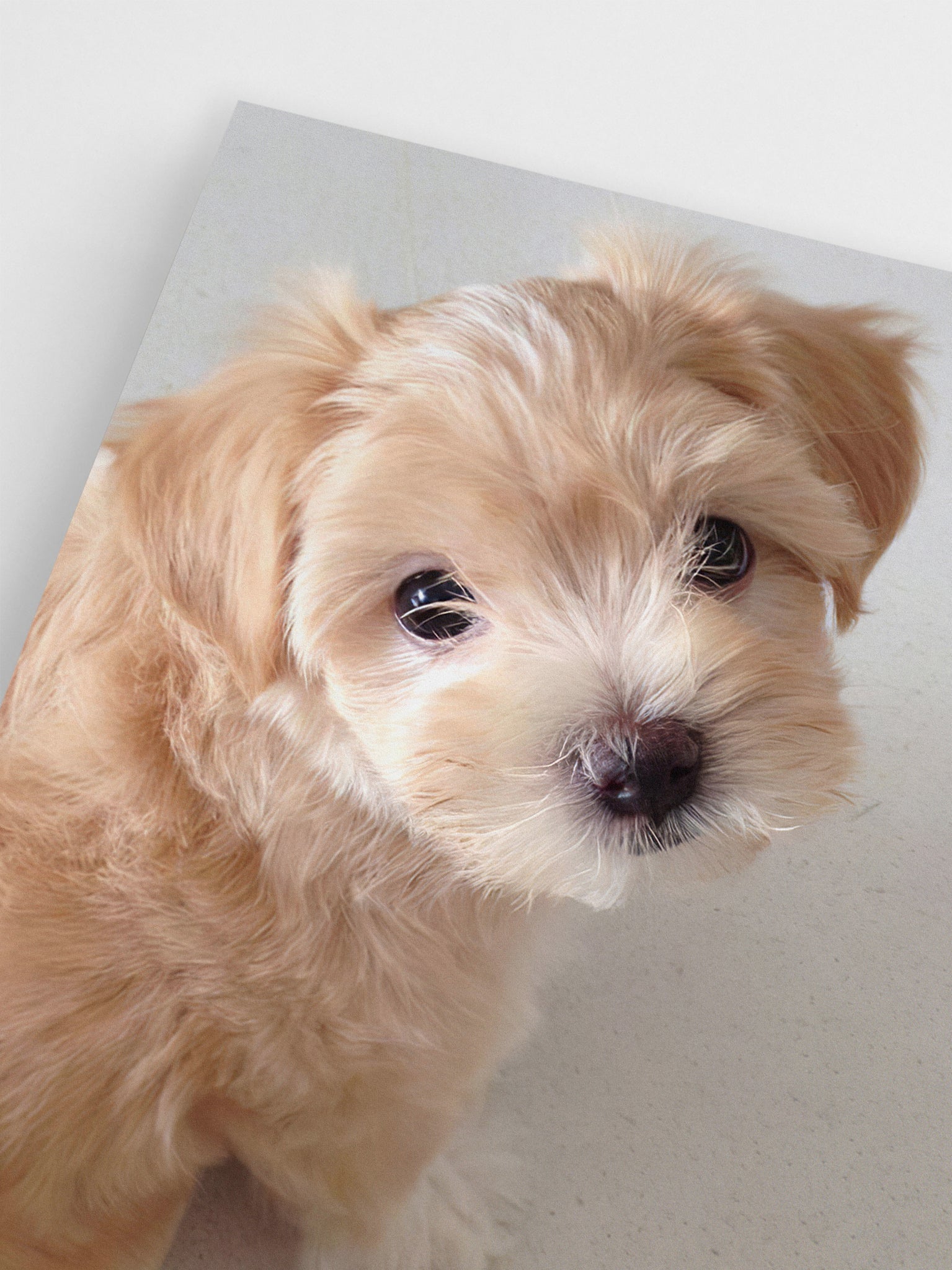 Beige Puppy wall art