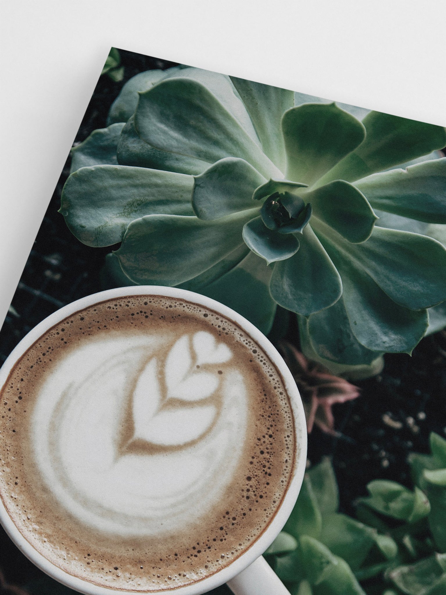 Latte & Succulent wall art