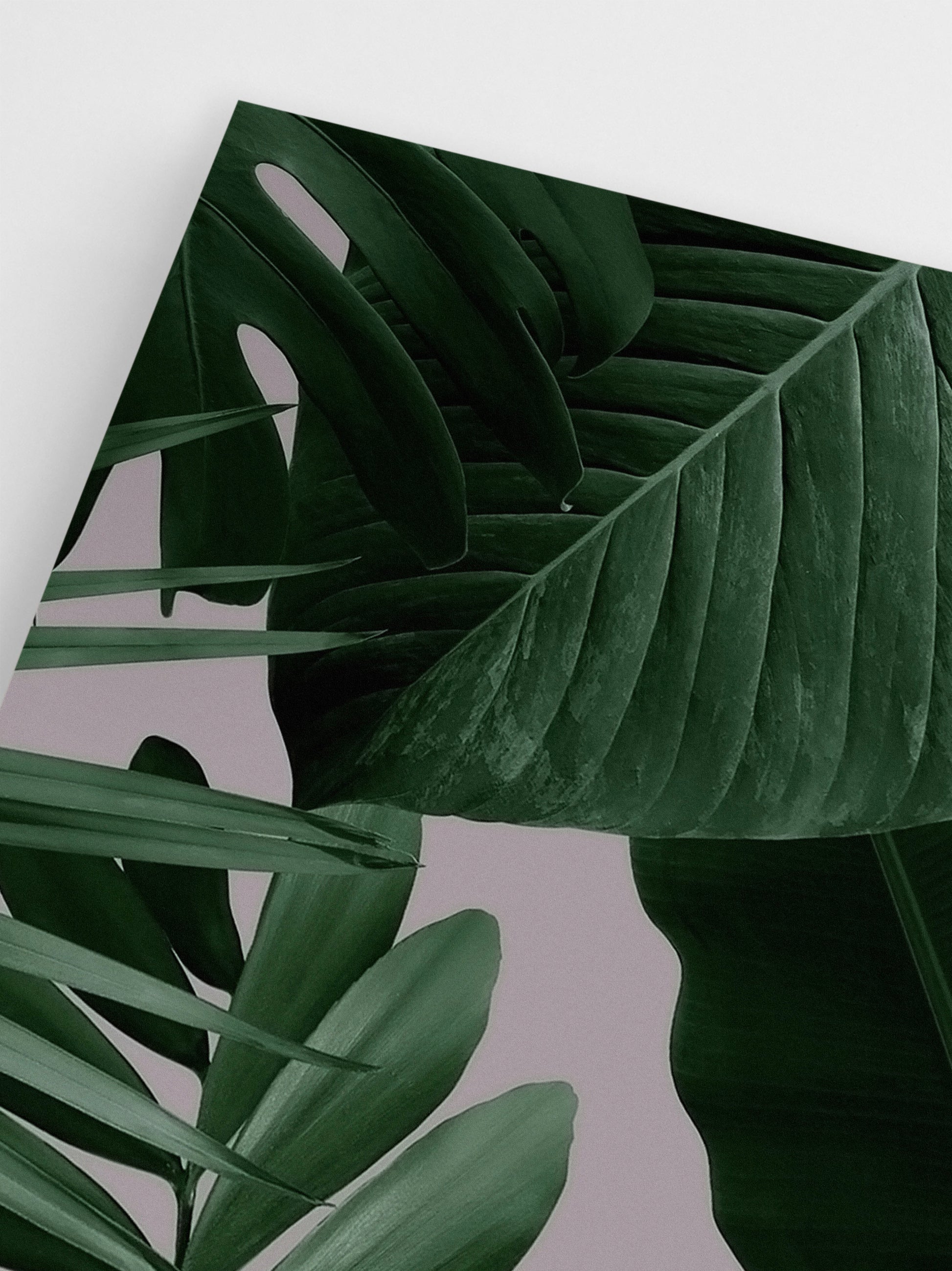 Tropical Plants Photograph wall art